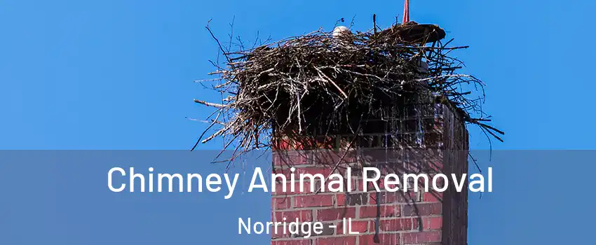  Chimney Animal Removal Norridge - IL