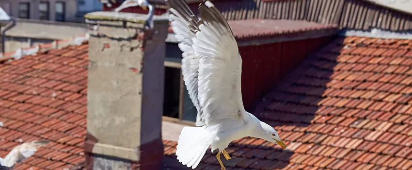 Residential Chimney Animal Removal Solution in Norridge, IL
